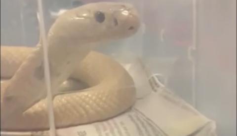 Amigo soltou cobra Naja perto de shopping após estudante ser picado