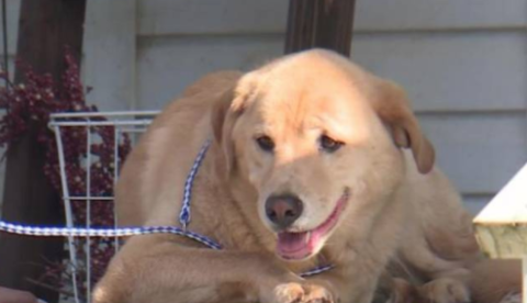 Cadela desaparece por dias e é encontrada em sua antiga casa, a 90 km de distância