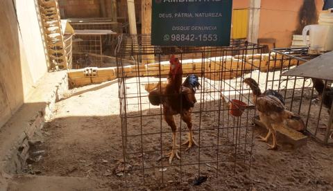 Dupla é presa por torturar galos e promover rinha nos fundos de casa em Manaus