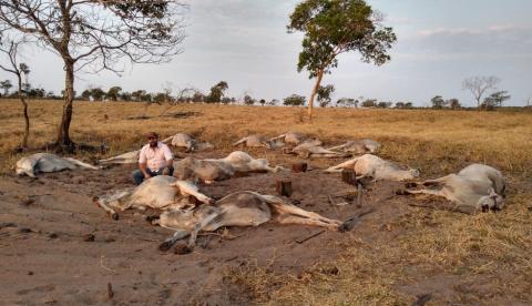 Cerca de 100 animais morrem após frente fria no Brasil