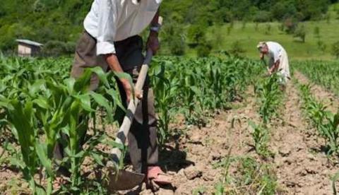 Afeam: Financiamentos ao crédito rural atinge R$ 3,4 milhões no Amazonas