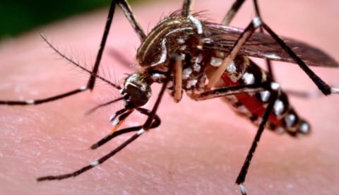 Manaus está entre as capitais em situação de risco de dengue, zika e chikungunya 