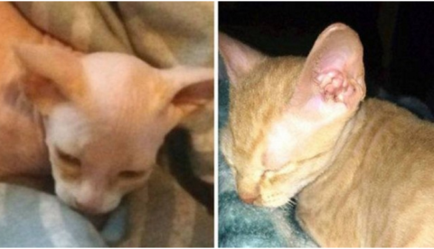 Mulher compra gato de raça careca por R$ 2,4 mil e o pior acontece