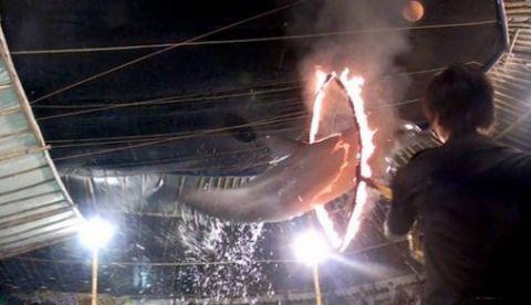 Vídeo que mostra golfinhos saltando por dentro de anéis de fogo, causa revolta na web 