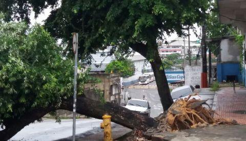 Após temporal árvore cai e atrapalha trânsito na Zona Sul de Manaus 