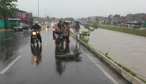 Igarapé transborda e jacarés invadem Manaus