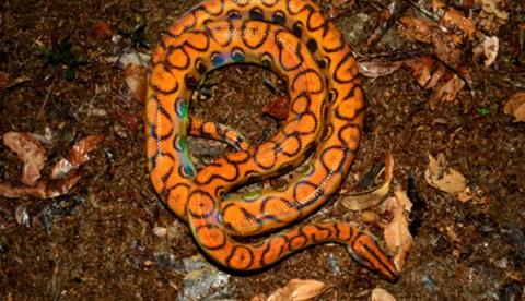 Jiboia rara 'Arco-íris' e cobra comum são furtadas de laboratório em Manaus