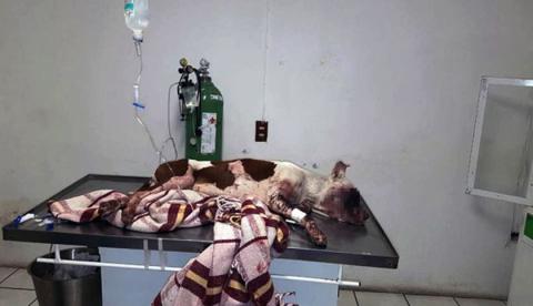 Cão morre após ser atingindo com fogos de artifício 