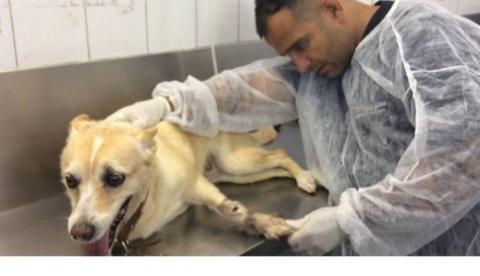 Cadela é vítima de bala perdida em confronto no Rio 