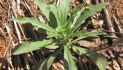 'Buva' é útil no tratamento contra inflamações na próstata e testículos