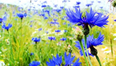 Chá de 'Anil' pode ser usado contra hemorragia nasal   