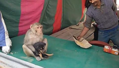 Macaco adota cachorro após encontrá-lo abandonado nas ruas da cidade