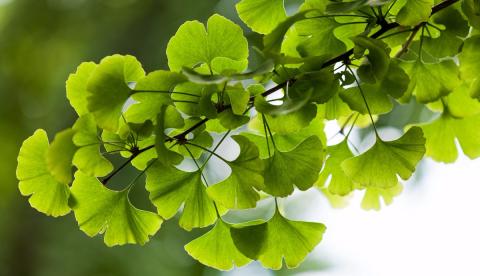 Um dos fitoterápicos mais populares, planta pode melhorar memória