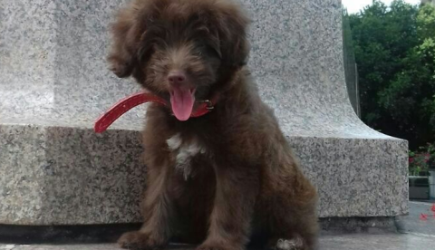 Família oferece recompensa para encontrar poodle roubada em Manaus