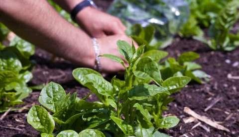 Hortaliça rica em vitamina C é indicada para mulheres grávidas 
