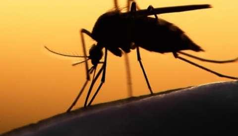 Casos de zika no Amazonas têm redução de 91%  