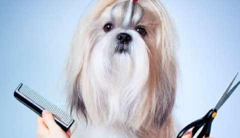 Comissão de Defesa do Consumidor aprova instalação obrigatória de câmeras em pet shops 