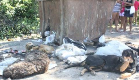 Sai laudo sobre morte de cães e gatos encontrados em lixeira de Feira de Manaus