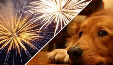 Donos de animais domésticos devem preparar ambiente para a noite de Réveillon