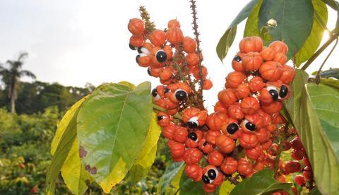 Produção do guaraná deve aumentar em até 80% no Amazonas