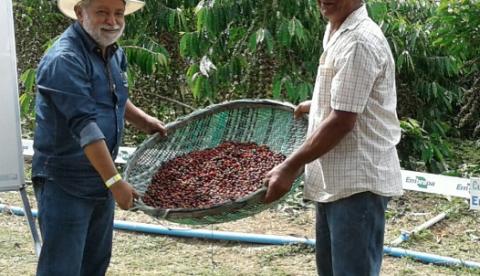 Sepror acompanha resultados da produção de café no Amazonas