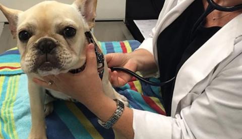 Hospital Escola de Medicina veterinária inicia atendimento ao público em Manaus