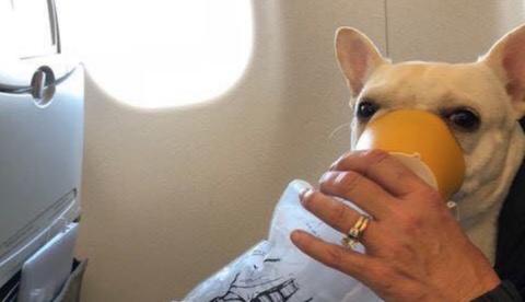 Cadelinha passa mal em voo e é salva por tripulação