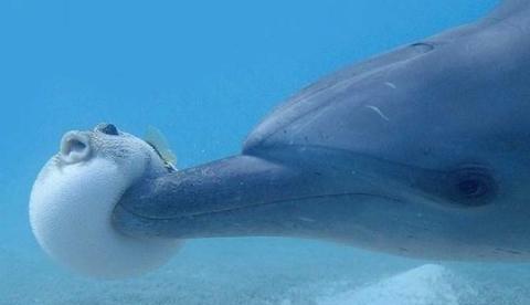 Pesquisadores descobrem golfinhos que ficam chapados com ‘ajuda’ dos baiacus