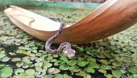 Museu da Amazônia terá exposição de aranhas e serpentes no Dia das Crianças