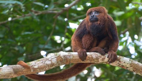 Bebê vai parar no hospital após ser atacado por macaco selvagem