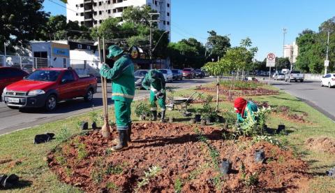 Jardins nos canteiros de avenida são ampliados em Manaus