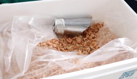 Adaf certifica primeiro entreposto de pescado para beneficiamento de camarão no Amazonas