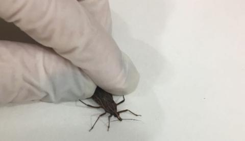 FVS investiga suspeita de surto de Doença de Chagas no Amazonas