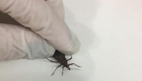 FVS confirma dois casos de Doenças de Chagas no Amazonas
