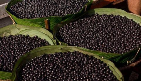 MP pede a suspensão da venda de açaí após surto de doença de Chagas no Amazonas