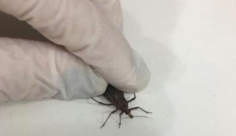 Sobe para seis o número de casos de Doença de Chagas em município do Amazonas