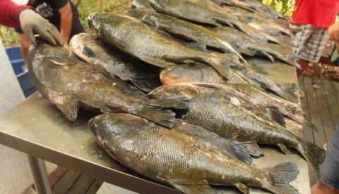 Tambaqui será vendido a partir de R$ 9 neste sábado em Manaus 