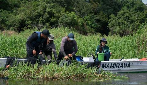 Exportação de pirarucu do Amazonas leva empresários a visitar Mamirauá