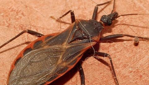 Dez casos da doença de chagas são confirmados no Amazonas 