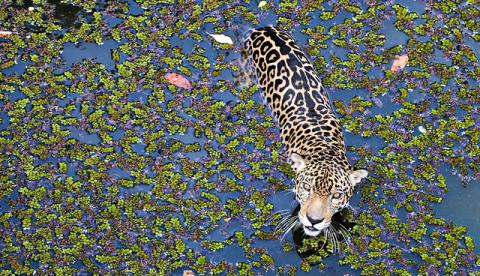 Cigs, Bosque da Ciência e Teatro Amazonas terão entradas gratuitas no Dia do Turismo