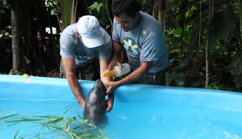De Museu a Zoológico: Veja os locais com entradas gratuitas nesta sexta-feira (27) em Manaus