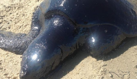 Vazamento de óleo já afetou mais de 100 animais no nordeste