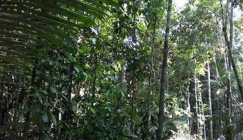 Biodiversidade amazônica tem debate em Manaus nesta quinta-feira