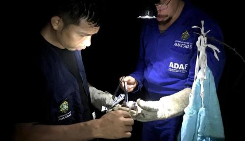 Agência intensifica controle de raiva em bovino após caso confirmado no Amazonas