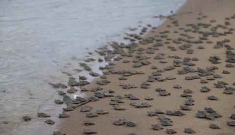 Mais de 51 mil filhotes de quelônios são devolvidos à natureza no Amazonas