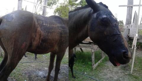 Cavalo é encontrado agonizando após ser queimado vivo por fazendeiro