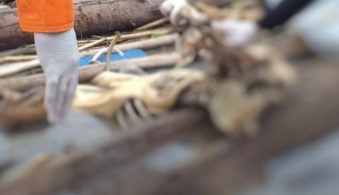 Ossada humana é achada às margens de rio no Amazonas