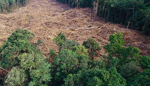Desmatar para garantir sobrevivência deixa de ser crime ambiental