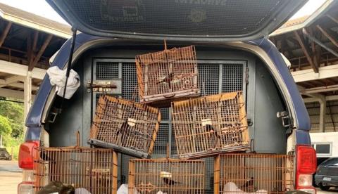 Em Manaus, dois homens são detidos na Ponte Rio Negro com seis curiós 