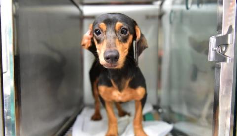 Campanha arrecada rações para abrigos de animais em Manaus